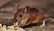 24 Hour & Emergency Exterminators in Sammamish, WA